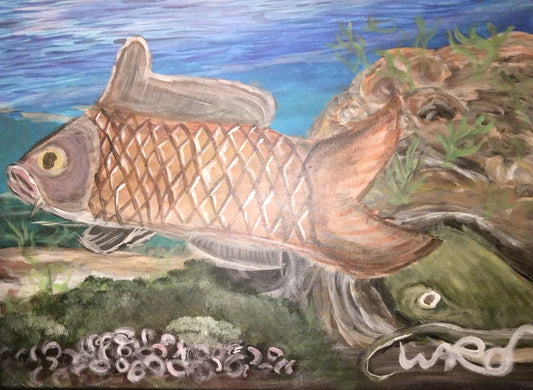 Carp Fertilization